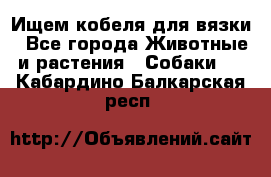 Ищем кобеля для вязки - Все города Животные и растения » Собаки   . Кабардино-Балкарская респ.